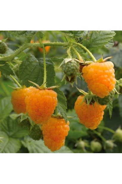 Жовта малина ‘Ол Голд’ — солодкі ягоди на зеленому фоні листя.